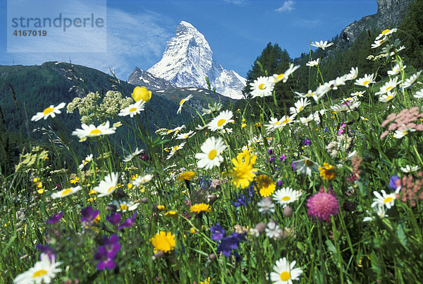 Matterhorn mit Blumenwiese  Wallis  Schweiz