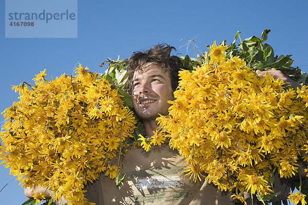 Wildsammlung der Arnika (Arnica montana) auf dem Markstein  Vogesen  Frankreich