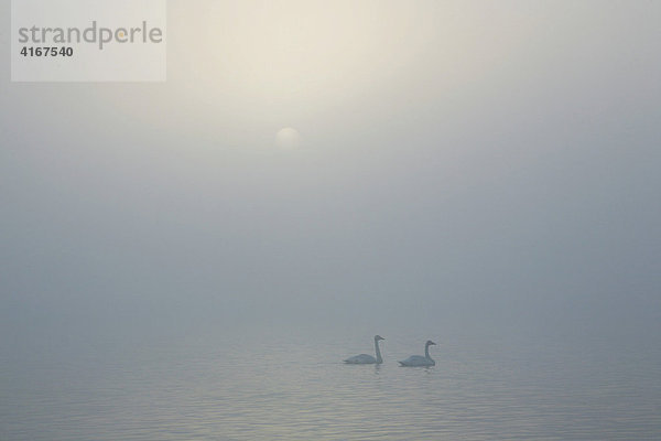 Schwanenpaar auf dem mit Nebel verhangenem Laugarvatn See  über dem die Sonne aufgeht  Island