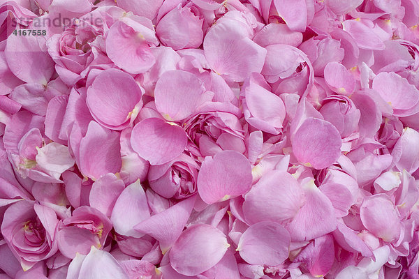 Zur Heilmittelherstellung gesammelte Blüten der Zentifolie  Provence-Rose (Rosa centifolia)  Wildrosenart  Taubertal  Deutschland