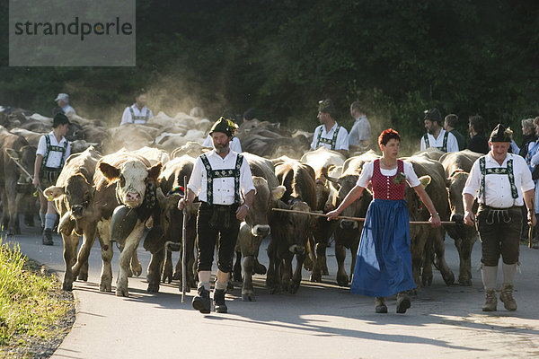 Viehscheid in Oberstaufen Allgäu