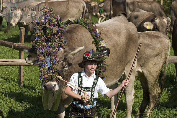 Viehscheid in Oberstaufen Allgäu
