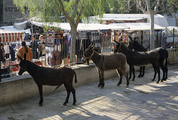 Mallorca Sineu Mittwochsmarkt Viehmarkt Esel