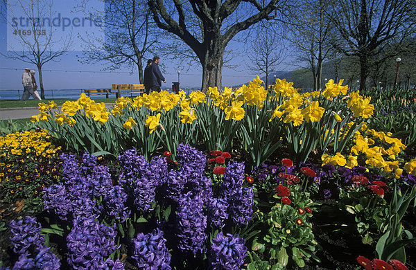 Österreich Vorarlberg Bregenz Seepromenade Frühlingsbeet