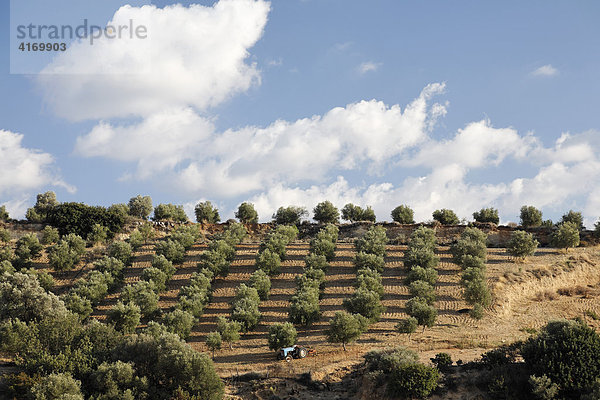 Olivenhain bei Vori  Südkreta  Kreta  Griechenland