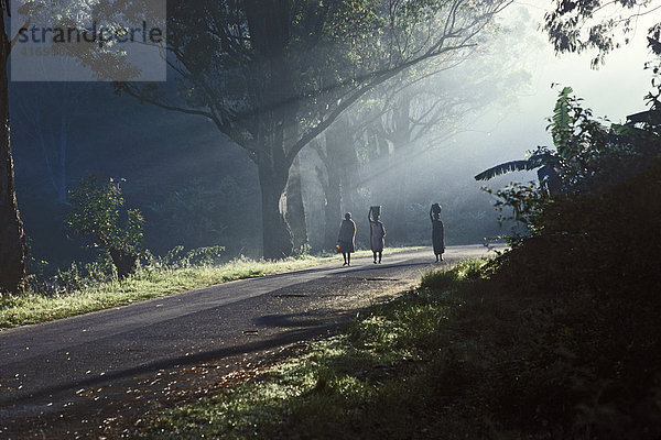 Morgennebel über Straße in Ranomafana  Madagaskar