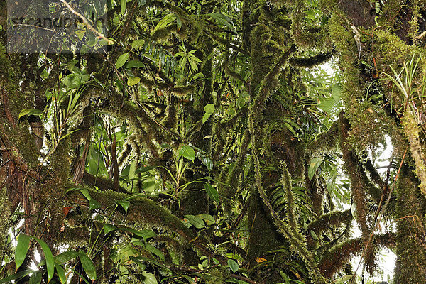 Regenwald  Rara Avis  Las Horquetas  Costa Rica