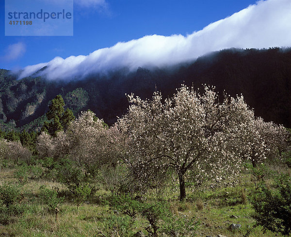 Aridane-Tal  blühende Mandelbäume  La Palma  Kanarische Inseln