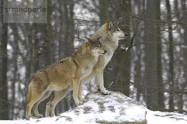 Kanadische Wölfe (canis lupus occidentalis) im Winter