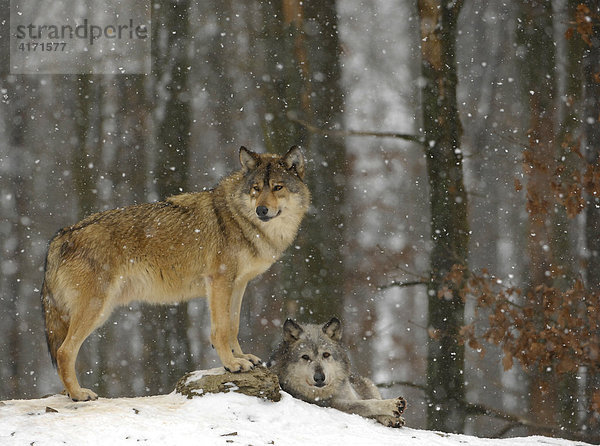 Kanadische Wölfe (canis lupus occidentalis) im Schneetreiben