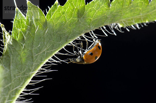 Europäischer Siebenpunkt-Marienkäfer (Coccinella septempunctata) auf Blatt von Klatschmohn (Papaver rhoeas)
