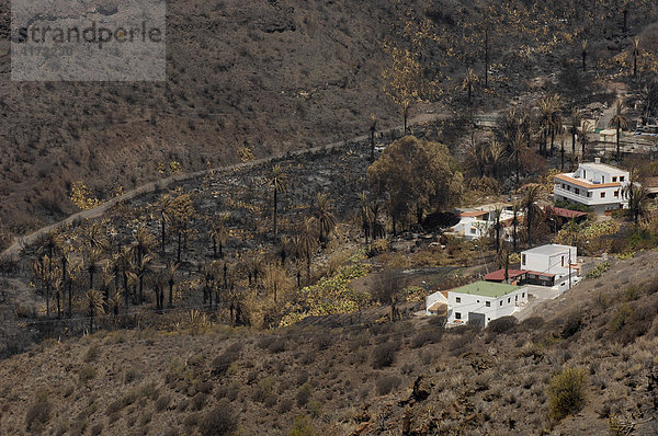 Durch Waldbrände verwüsteter Palmenhain  Gran Canaria  Kanarische Inseln  Spanien