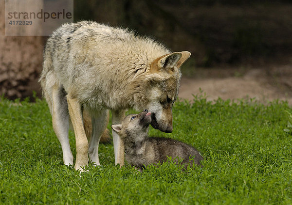 Junge Europäische Wölfe (Canis lupus)