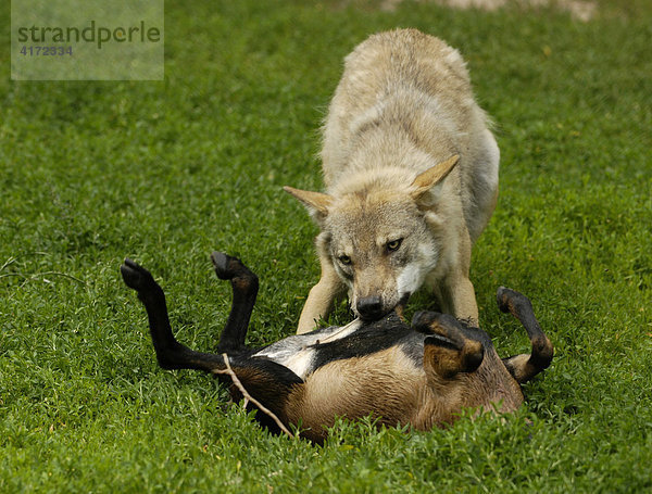 Europäischer Wolf (Canis lupus) frißt Ziege