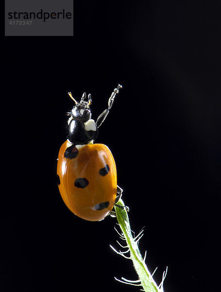 Europäischer Siebenpunkt-Marienkäfer (Coccinella septempunctata) auf Blatt von Klatschmohn (Papaver rhoeas)