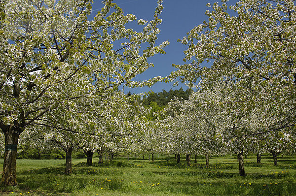 Blühende Kirschbäume  Weißenohe  Mittelfranken  Bayern  Deutschland  Europa