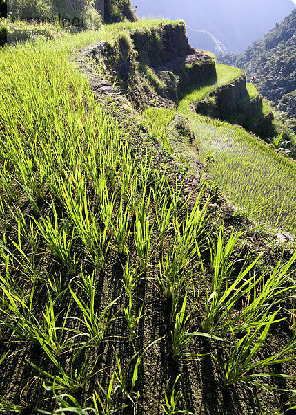 Reisterrassen  Batad  Banaue  Luzon  Philippines  Asien