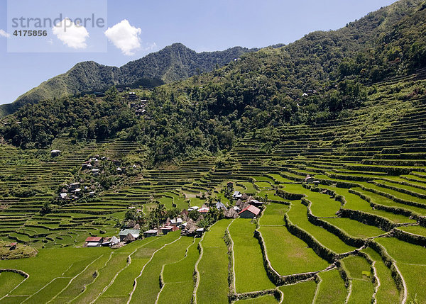 Reisterrassen  Batad-Village  Banaue  Luzon  Philippinen  Asien