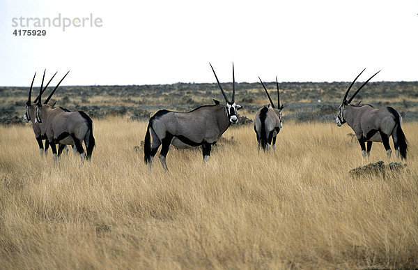 Oryx Antilopen (Oryx) im Etosha National Park  Namibia  Afrika