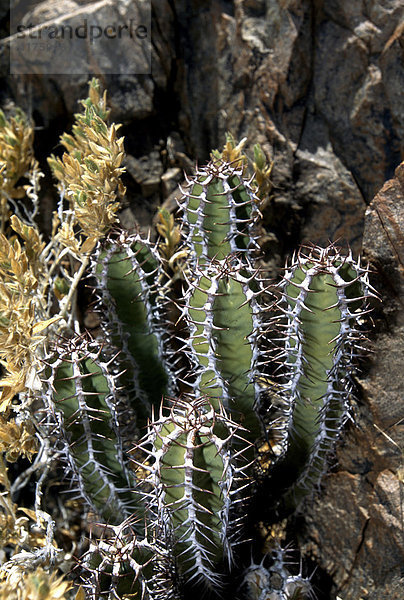 Tok Tokkie Trail  mit Stacheln besetzte Pflanze  Namib Rand Nature Reserve  Namibia  Afrika