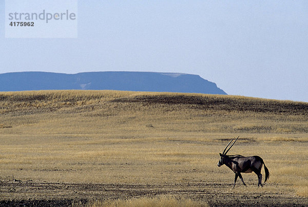Oryx-Antilope (Oryx) bei Sossusvlei  Naukluft Nationalpark  Namibia  Afrika