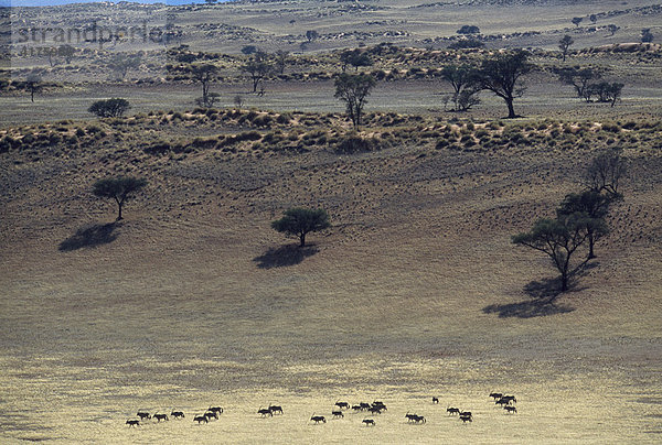 Oryx Herde  Tok Tokkie Trail  Namib Rand Nature Reserve  Namibwüste  Namibia  Afrika