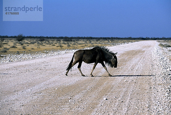 Gnu (Connochaetes taurinus) geht über eine Schotterpiste  Etosha National Park  Namibia  Afrika