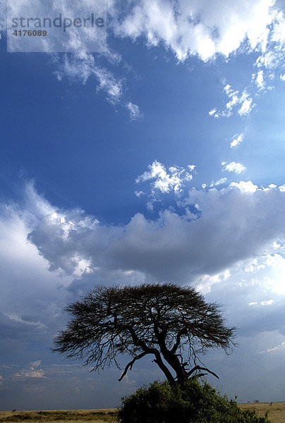 Baum  Etosha Nationalpark  Namibia  Afrika