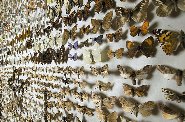 Artenvielfalt: Schmetterlingssammlung im Naturkundemuseum Berlin  hier Schaukasten mit europäischen Schmetterlingen