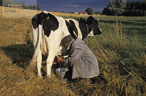 Bauer beim Kuhmelken auf einer Weide  Masuren (ehem. Ostpreußen)  Polen
