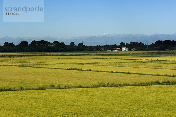 Reisfelder in der Lombardei  Italien