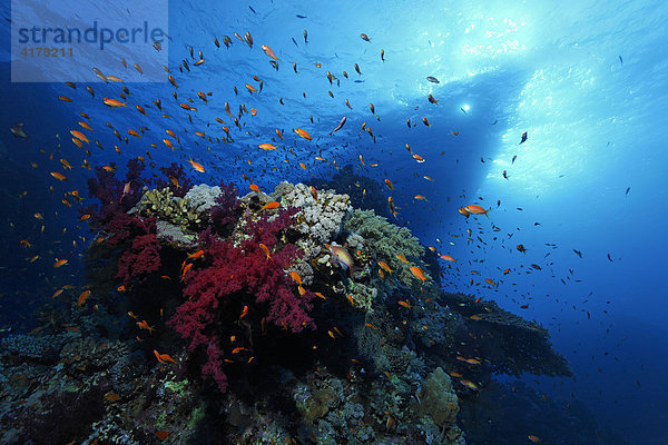 Ein Taucherschiff manövriert über einem farbenprächtigen Korallenriff mit vielen Riffbarschen (Pomacentridae) und Fahnenbarschen (Anthiinae)  Hurghada  Rotes Meer  Ägypten  Afrika