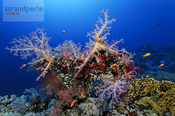 Ein kleiner Riffvorsprung dicht bewachsen mit veschiedenen Weichkorallen  Steinkorallen und Schwämmen  Sharm el Sheik  Rotes Meer  Ägypten  Afrika