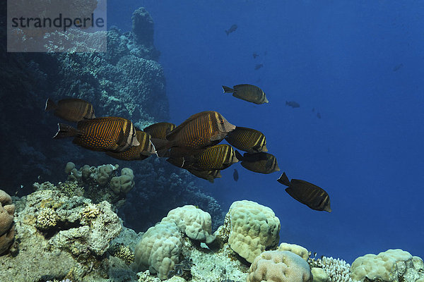 Ein Schwarm Indischer Segelflossen-Doktorfische (Zebrasoma desjardinii) auf der Suche nach Nahrung  Sharm el Sheik  Rotes Meer  Ägypten  Afrika Fischschwarm