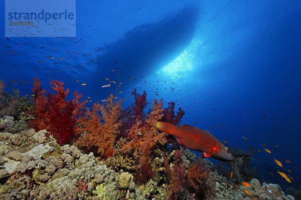Ein Taucherschiff manövriert über einem farbenprächtigen Korallenriff mit Lippfisch (Cheilinus diagrammus)  Hurghada  Elphinstone Riff  Rotes Meer  Ägypten  Afrika