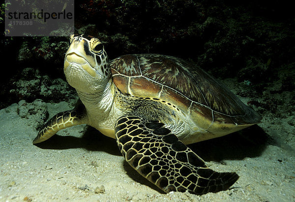 Grüne Meeresschildkröte  Suppenschildkröte (Chelonia mydas) beäugt neugierig Umgebung  Oman  Arabische Halbinsel  Naher Osten  Indischer Ozean