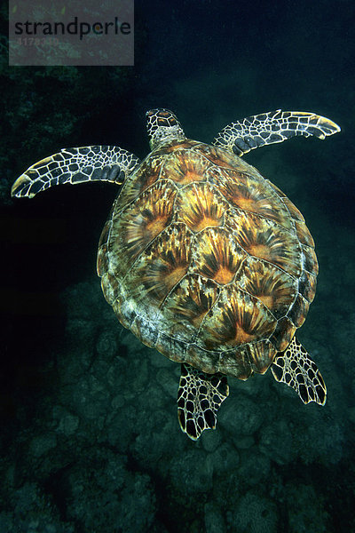 Grüne Meeresschildkröte  Suppenschildkröte (Chelonia mydas) schwimmt über Korallenriff  Musandam  Sultanat Oman  Arabische Halbinsel  Naher Osten  Indischer Ozean
