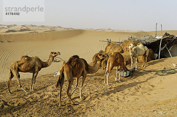 Hütte und Kamele eines Wüstenbewohners im Emirat Abu Dhabi  Vereinigte Arabische Emirate  VAE  Asien