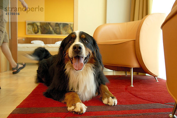 Hund im Hotel  hundefreundliches Hotel