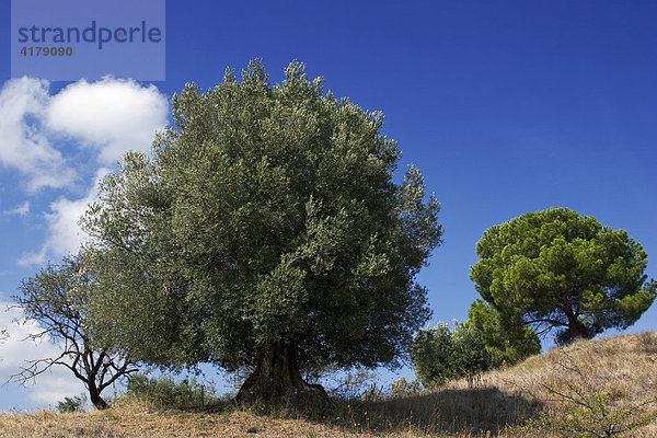 Olivenbäume (Olea europaea)  Sithonia  Chalkidiki  Nordgriechenland  Griechenland  Europa
