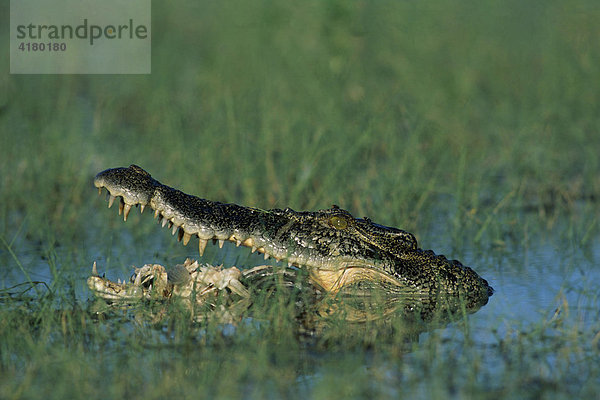 Salzwasserkrokodil (Crocodylus porosus) frisst toten Fisch  Yellow Waters  Kakadu Nationalpark  Northern Territory  Australien