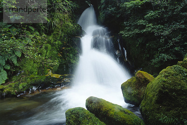 Wasserfall  Nordinsel  Neuseeland