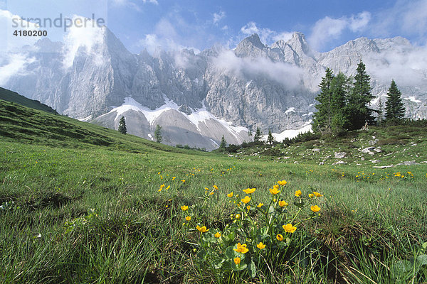 Sumpfdotterblumen (Caltha palustris) vor Laliderer Wänden im Frühling  Karwendelgebirge  Nordtirol  Österreich  Europa