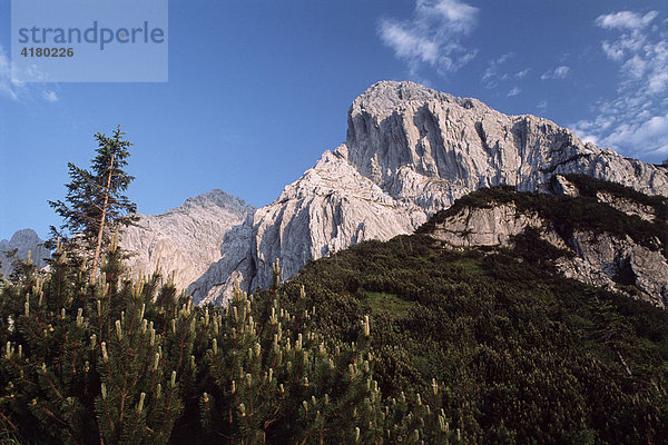 Bergkiefern (Pinus mugo) vor dem Totenkirchl im Kaisergebirge  Nordtirol  Österreich  Europa