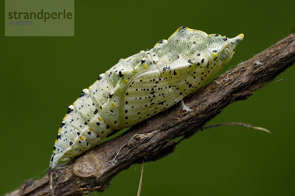 Puppe des Kleinen Kohlweißlings (Pieris rapae) Nordtirol  Österreich  Europa