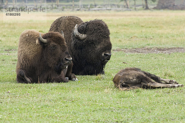 Amerikanische Bisons (Bison bison) beim Wiederkäuen  Yellowstone Nationalpark  Wyoming  Vereinigte Staaten von Amerika
