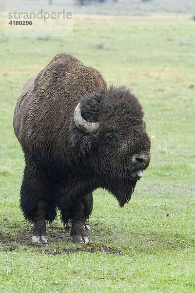 Amerikanischer Bison (Bison bison)  Bulle  brüllt um anderem Bullen zu imponieren  Yellowstone Nationalpark  Wyoming  Vereinigte Staaten von Amerika