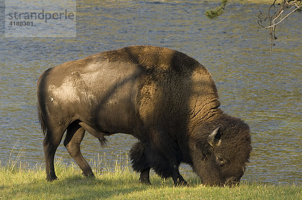 Amerikanischer Bison (Bison bison) äst am Flussufer  Yellowstone Nationalpark  Wyoming  Vereinigte Staaten von Amerika