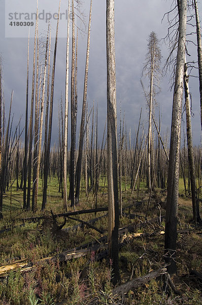 Abgestorbene Bäume nach einem Waldbrand im Yellowstone Nationalpark  Wyoming  Vereinigte Staaten von Amerika