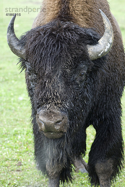 Amerikanischer Bison (Bison bison)  Portrait eines Bullen in der Brunft  Yellowstone Nationalpark  Wyoming  Vereinigte Staaten von Amerika